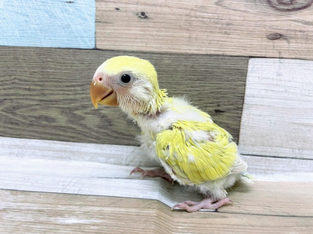 コザクラインコ（小桜インコ）