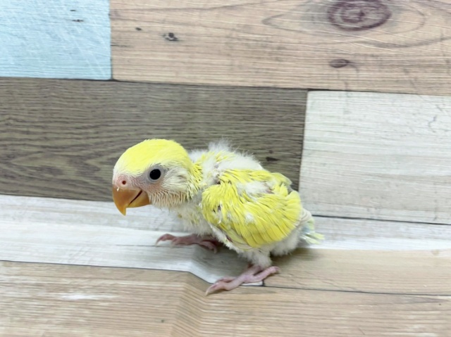 コザクラインコ（小桜インコ）