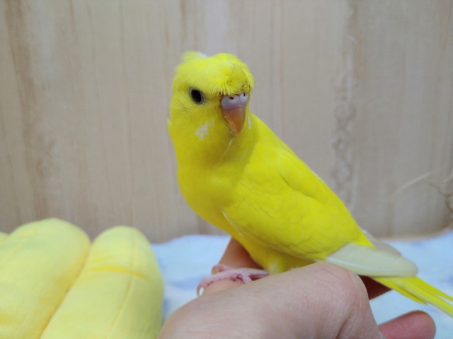 梵天セキセイインコ