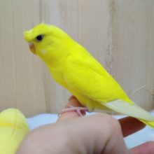ツンデレ梵天セキセイインコ来ました!!