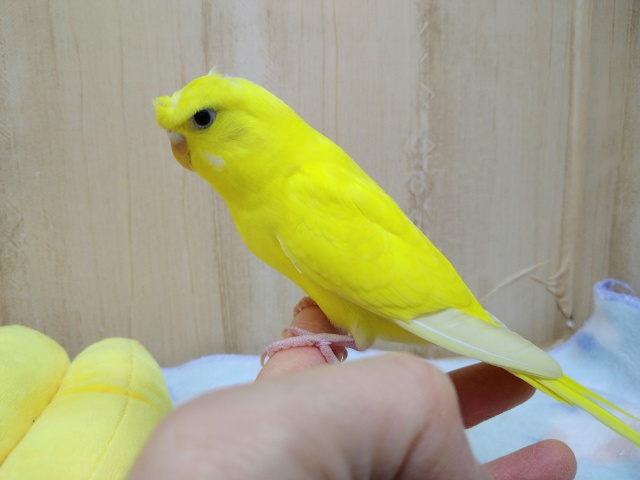 ツンデレ梵天セキセイインコ来ました!!