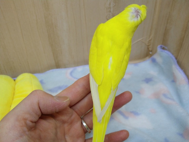 梵天セキセイインコ