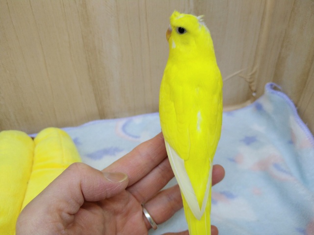 梵天セキセイインコ