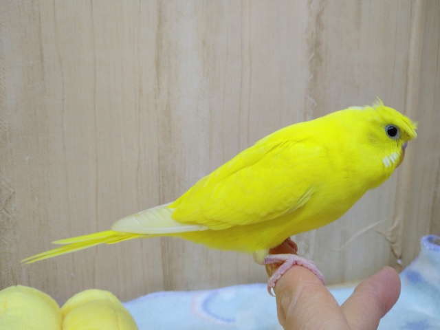 梵天セキセイインコ