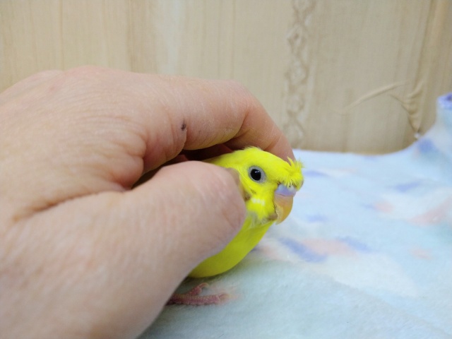 梵天セキセイインコ