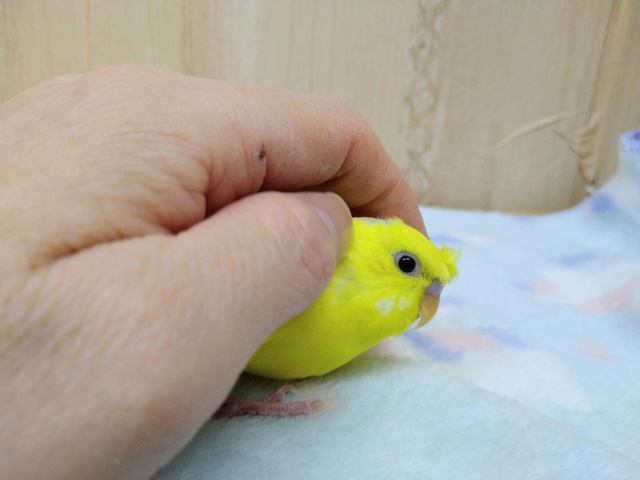 梵天セキセイインコ