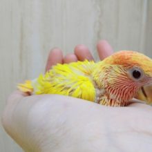 柑橘系な小桜インコヒナ来ました〜