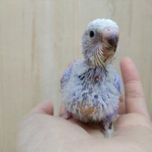 美カラーな濃いめブルースパングルのセキセイインコヒナ来ました！