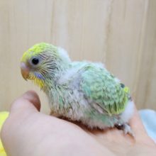 ちょっと渋めなパステルレインボーセキセイインコヒナ来ました！