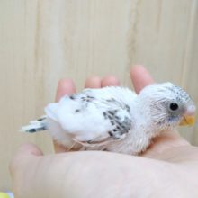 ゴマ塩カラー、ハルクインセキセイインコヒナ来ました〜