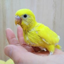最新画像あり！真っ黄色なのに黒目！セキセイインコヒナ、ダブルファクター来ました〜