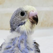 セキセイインコだよ