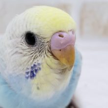 素敵なパステルレインボーセキセイインコ