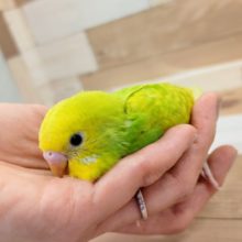 最新画像更新！人気上昇中のカラーです！セキセイインコ　スパングル～～