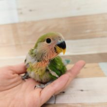 コザクラインコのノーマルさん入荷しています♥️