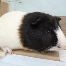 ツートンカラーと思いきや〜なモルモットさんいますよ〜