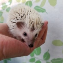 白い針がキレイなハリネズミさん☆