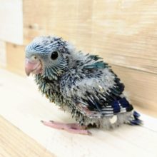 サザナミインコさん入荷しました～♥️