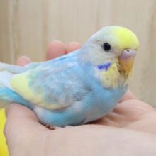 大人気カラー！レインボーパイドセキセイインコ来ました〜