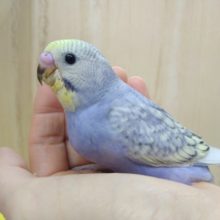 レアカラーセキセイインコ来ました〜