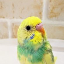 一目惚れ注意☆ セキセイインコ(レインボーパイド)