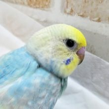 水色たまらん！ セキセイインコ(レインボー)
