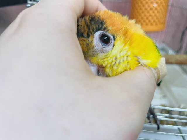 シロハラインコ