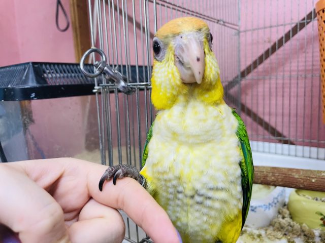 シロハラインコ