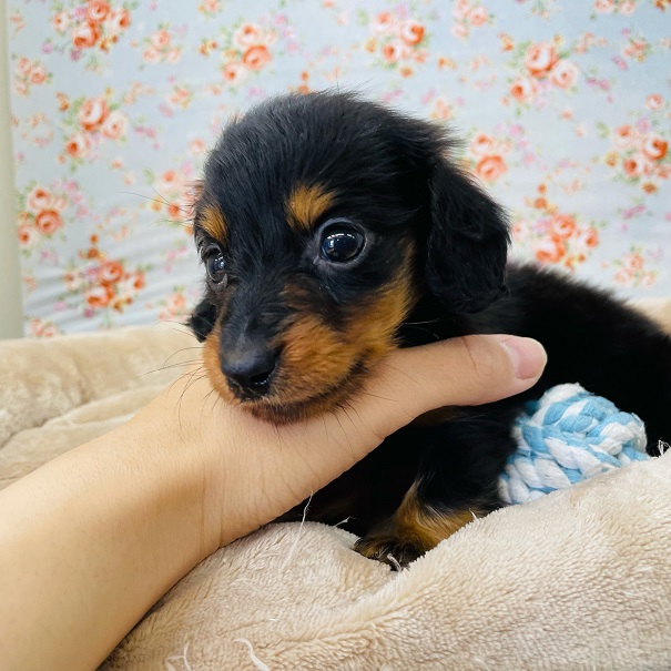 カニンヘンダックス