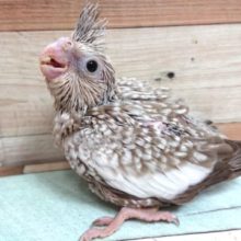 左右に揺れて～ご飯の催促～～　オカメインコ　ホワイトフェイスシナモンパール