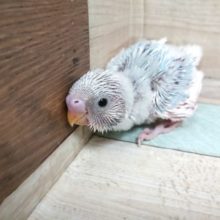 翼広げると分かるｷﾚｲさっ　セキセイインコ　スパングルパイド～～