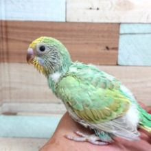 エメラルドがｷﾚｲです☆　セキセイインコ　パステルカラーレインボー