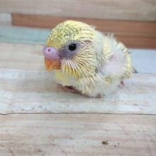大福もちのような。。セキセイインコ　パステルカラーハルクィン