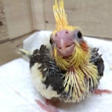 笑顔に癒しをいただきましょう！　　オカメインコ　パイドでｺﾞｻﾞｲﾏｽ～