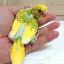 もう。。ｷﾚｲです☆　ホントにねぇ～～　セキセイインコ　スパングルパイド