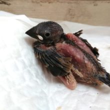 定番人気のヒナさん～　　　桜文鳥です♪