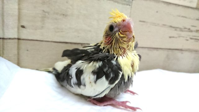 白が多めのｷﾚｲなコ♪　オカメインコ　パイド　2021　6月4日