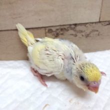 片羽根の大きなブルーがポイント！セキセイインコ　パステル～　2021　6月3日