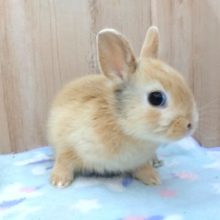 まるまるムチムチのウサギさん♪　ネザーランドドワーフラビット～～