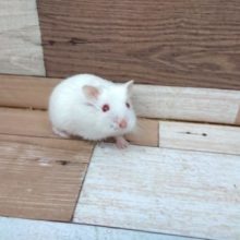 ｷﾚｲな赤目ロボロフスキー。　アルビノになります☆