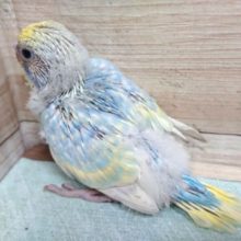 暑さもふっとぶ　さわやかさっ　セキセイインコ、パステルレインボー