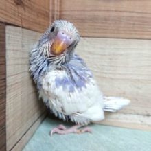 最近、人気上昇中～～　セキセイインコ　スパングルパイド～～