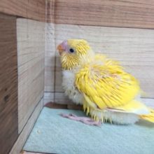 猛ダッシュ！！が特技？？セキセイインコ　ダブルファクター