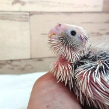 白いお顔のオカメインコ。　ホワイトフェイスパイドになります！