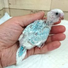 ドヤ顔が可愛いんです♪　セキセイインコ　スパングル〜〜