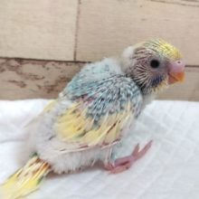笑顔が可愛いコ♪ セキセイインコ パステルレインボーパイド 2021 ６月１０日