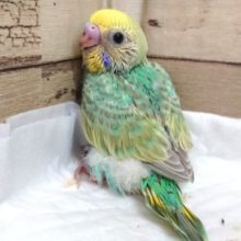 グリーンがｷﾚｲ☆ セキセイインコ パステルカラーレインボー 2021 ６月１０日