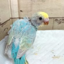 ｽﾃｷなカメラ目線。セキセイインコ　レインボーになります！　2021　６月１０日