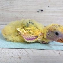 黄色の綿毛☆コザクラインコ　オパーリン～～