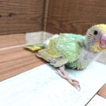 エメラルドグリーンがｷﾚｲなセキセイインコ　パステルレインボー
